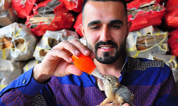 Kalpleri yumaşacık eden görüntü! Yavru sincabı biberonla besliyor