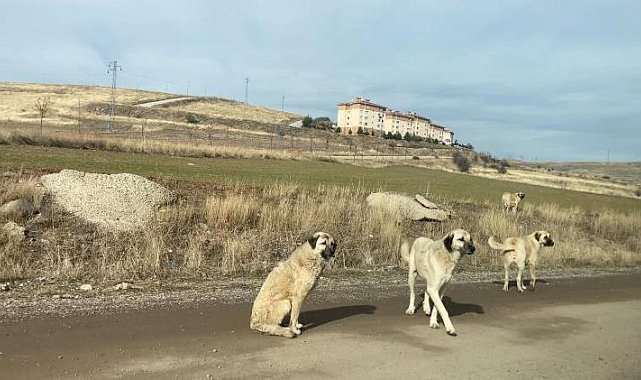 Ankara'da parkta yürüyen vatandaş başıboş köpeklerin saldırısına uğradı