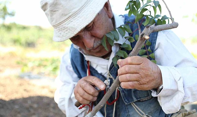 Siirt fıstığında boş meyve sorunu "Erkek Aşı Kalemi Dağıtım Projesi" ile çözüme kavuşuyor