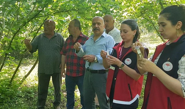 Türkeli'de samuray arısı doğaya salındı