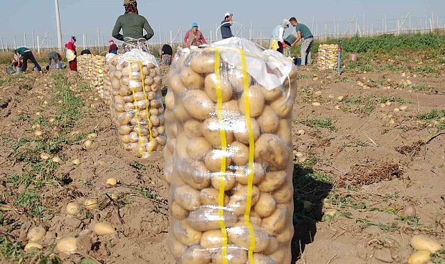 Niğde'de yazlık patates ekimi yüzde 200 arttı