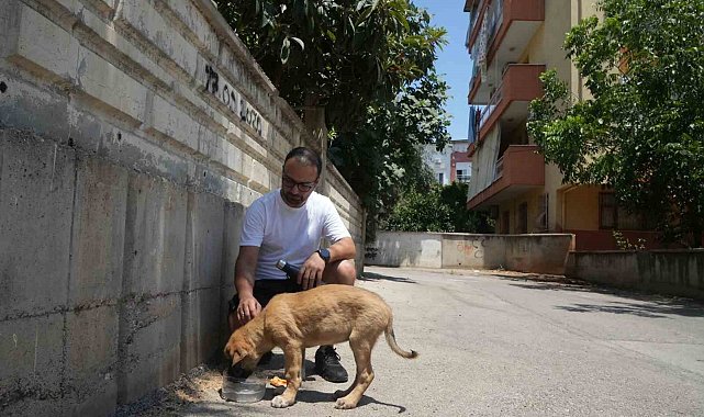 Sokak köpeğine şiddete şahit oldu, üzerine kayıtlı olmadığı için şikayetçi olamadı