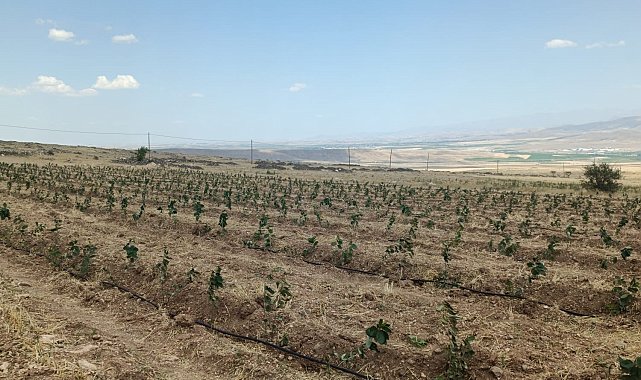 Niğde'de Tıbbi Aromatik Bitki Yetiştiriciliği Demonstrasyon Projesi hayata geçiyor